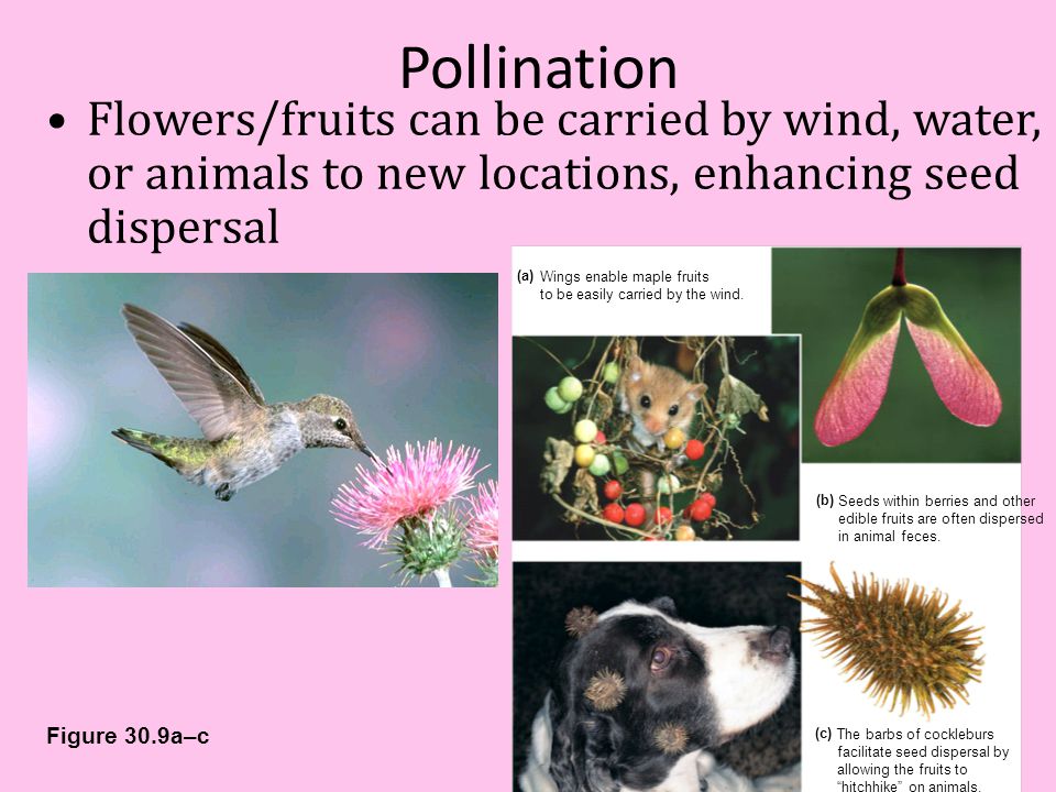 Pollination Flowers/fruits can be carried by wind, water, or animals to new locations, enhancing seed dispersal.