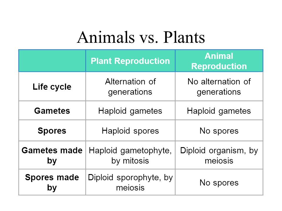 Plant Life Cycles CHAPTER ppt video online download