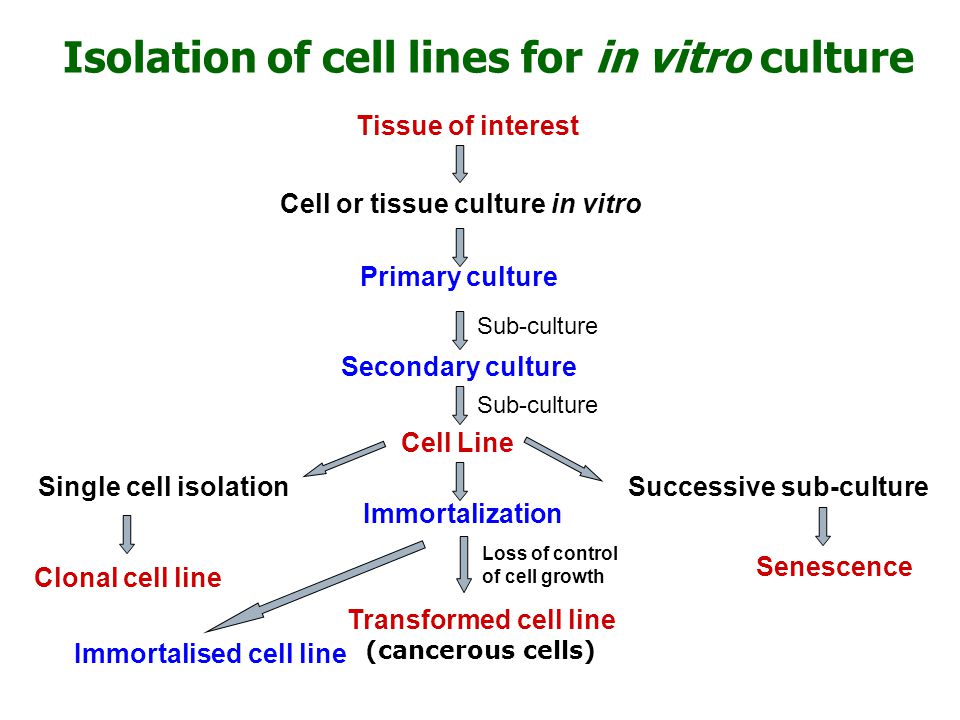 Animal Cell, Tissue and Organ Culture Biology Diagrams