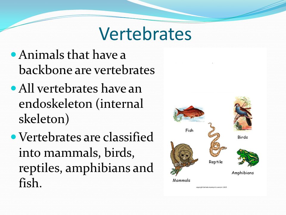 Science Focus Lesson . Plants and Animals - ppt download