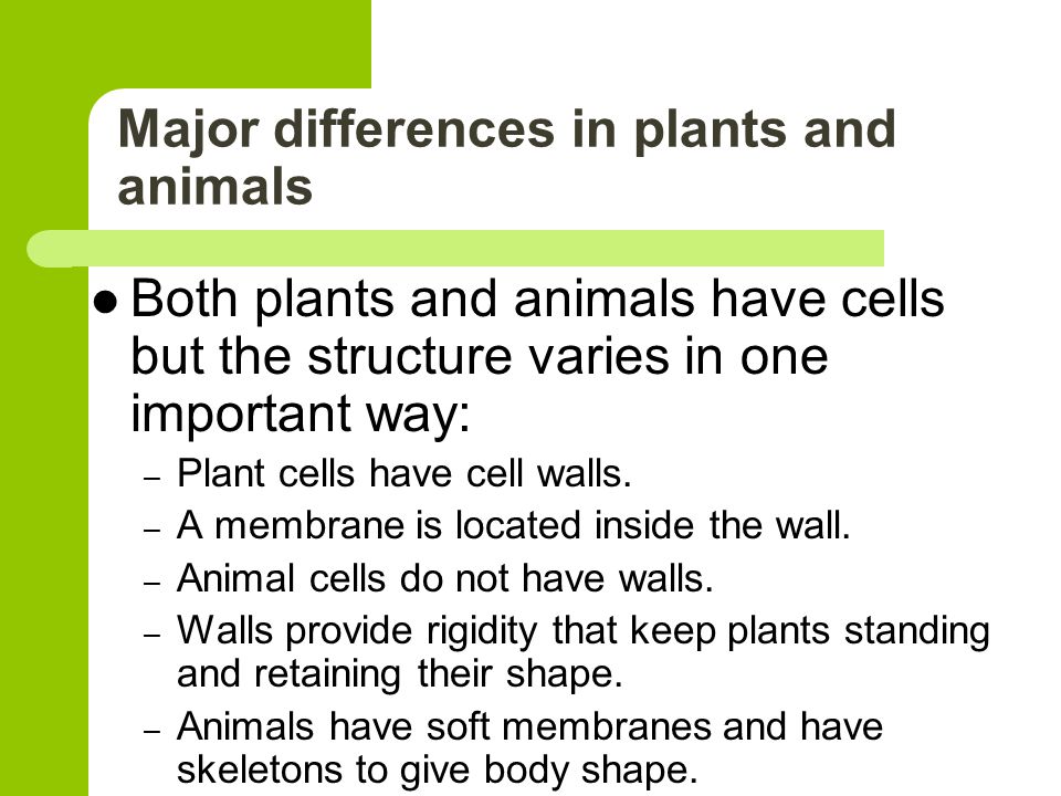 Identifying Differences Between Plants and Animals - ppt video online  download