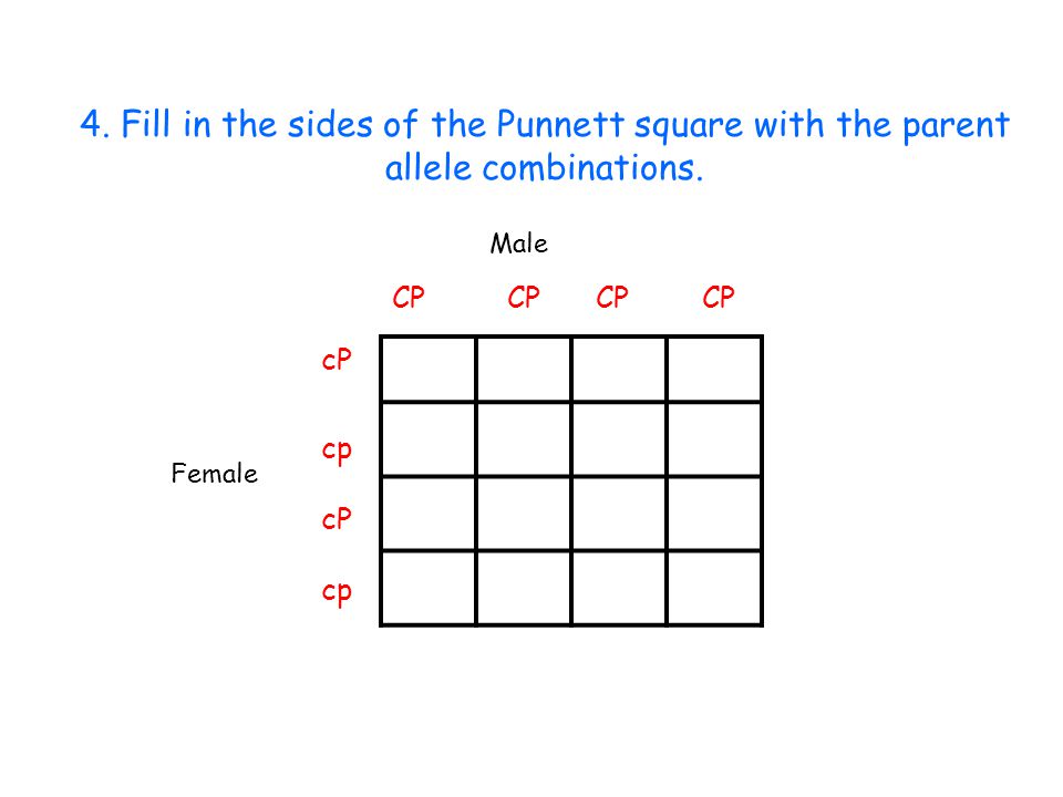 4. Fill in the sides of the Punnett square with the parent allele combinations.