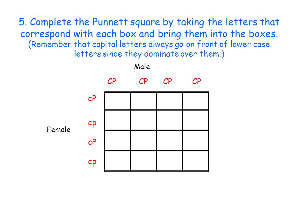 5. Complete the Punnett square by taking the letters that correspond with each box and bring them into the boxes. (Remember that capital letters always go on front of lower case letters since they dominate over them.)