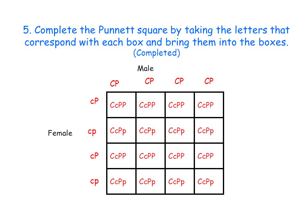 5. Complete the Punnett square by taking the letters that correspond with each box and bring them into the boxes. (Completed)