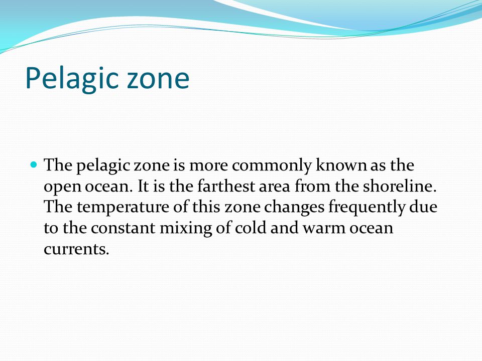 Pelagic zone