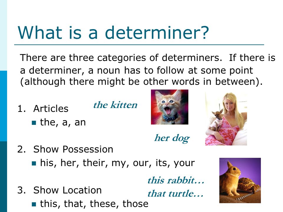 What is a determiner