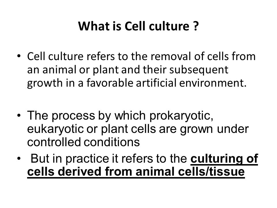 Lec # 15 Animal cell lines and culturing - ppt video online download Lec # 15 Animal cell lines and culturing - ppt video online download