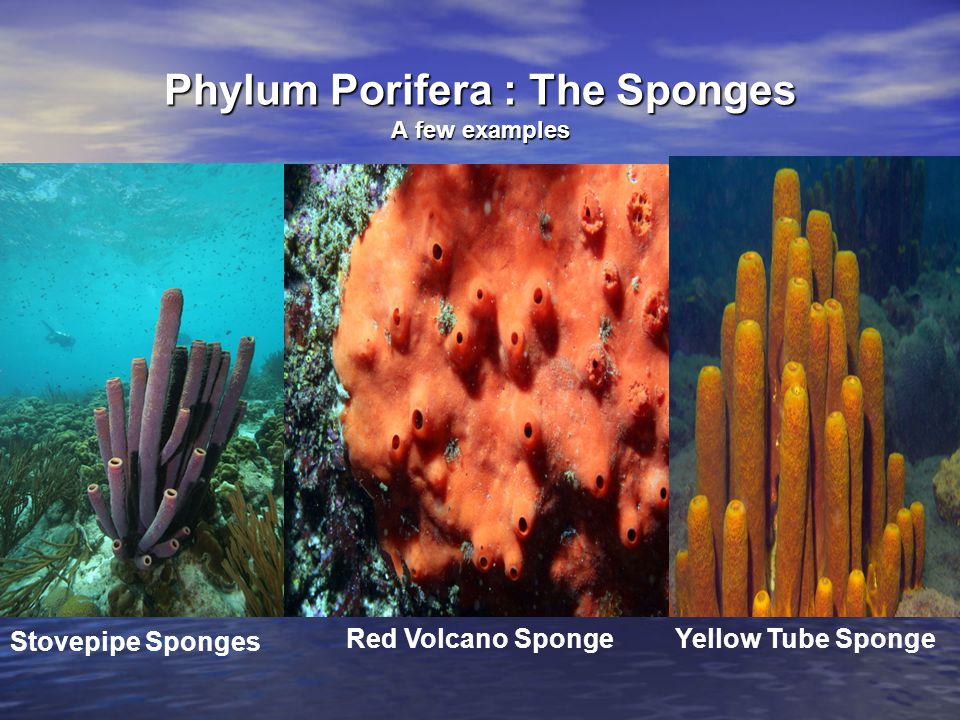 Phylum Porifera The “Pore Bearers” - ppt video online download