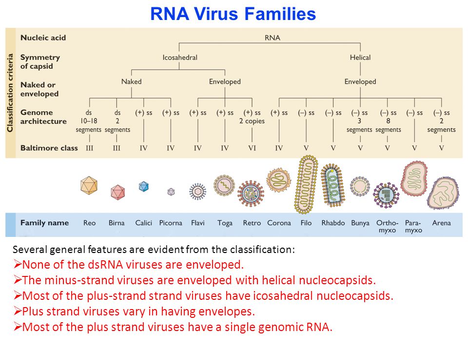 RNA Virus Families None of the dsRNA viruses are enveloped. 