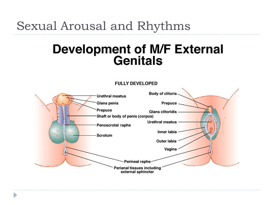 Sexual Differentiation Flashcards