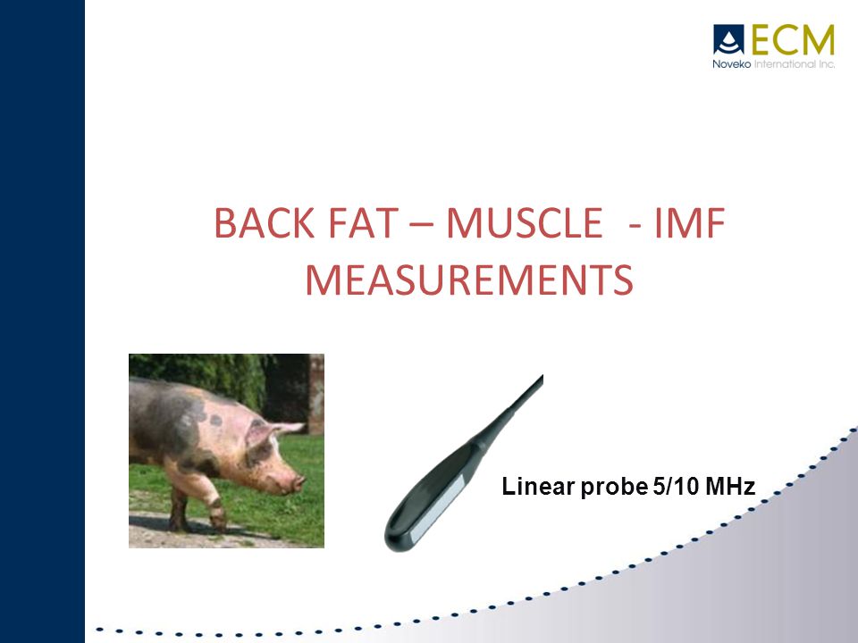 BACK FAT – MUSCLE - IMF MEASUREMENTS