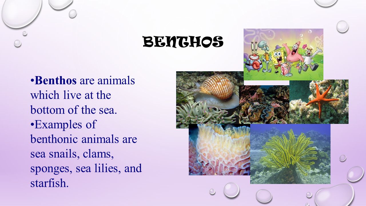 benthos Benthos are animals which live at the bottom of the sea.