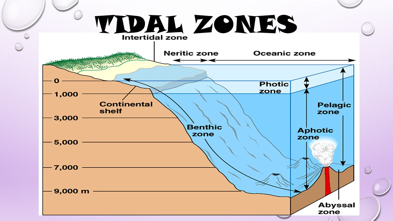 Tidal zones