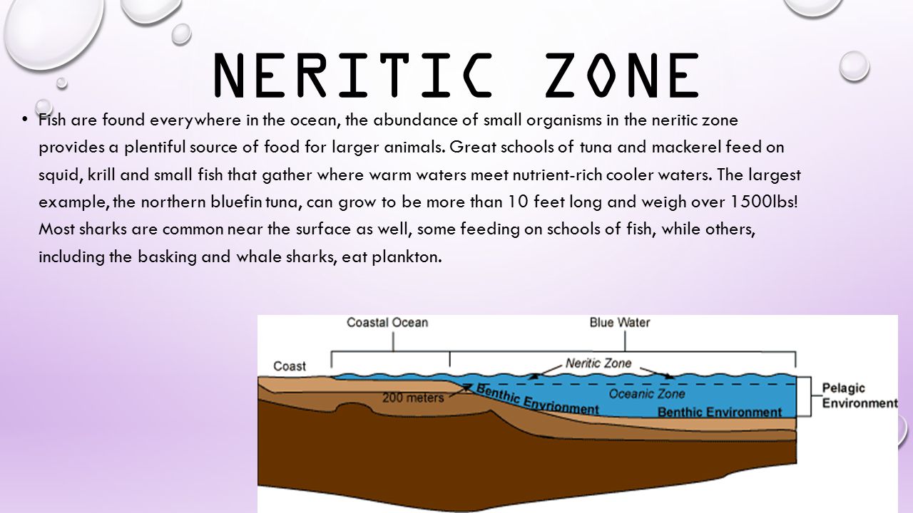 Neritic zone