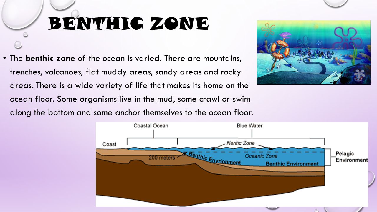 Benthic zone