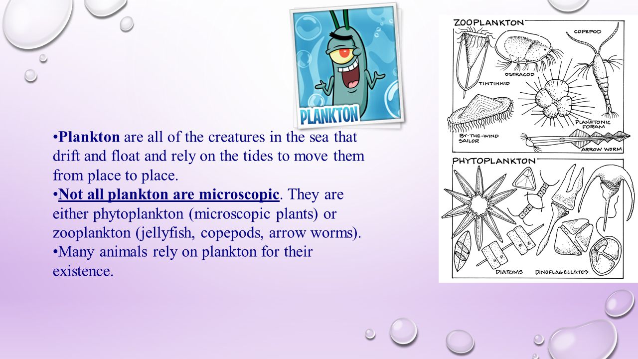 Plankton are all of the creatures in the sea that drift and float and rely on the tides to move them from place to place.