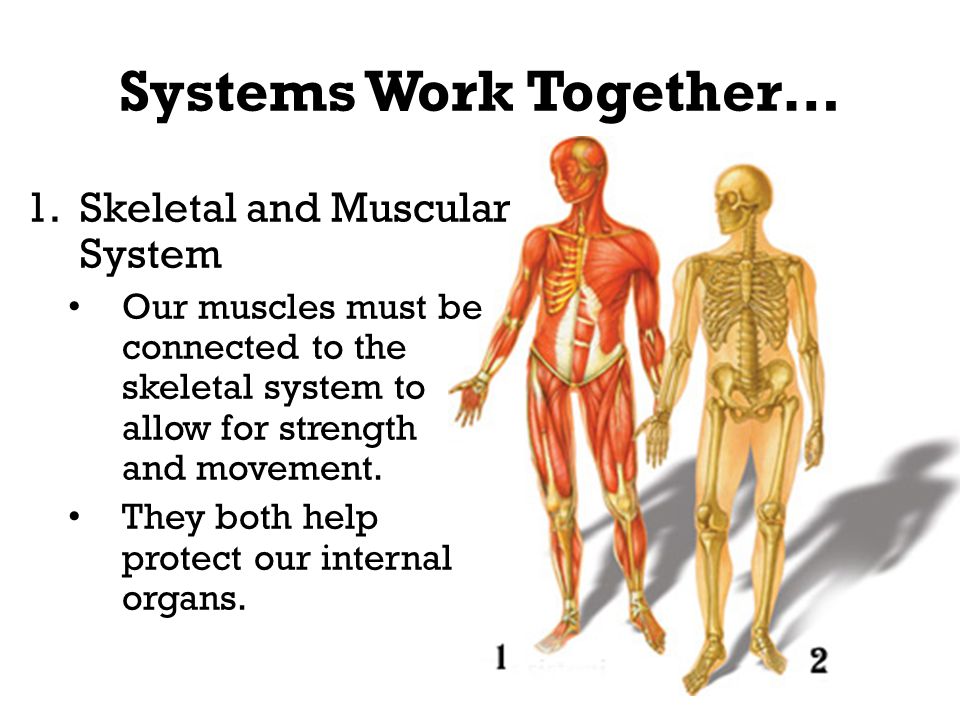 How does the skeletal system work with the digestive system Structures Functions And Interdependence Ppt Video Online Download