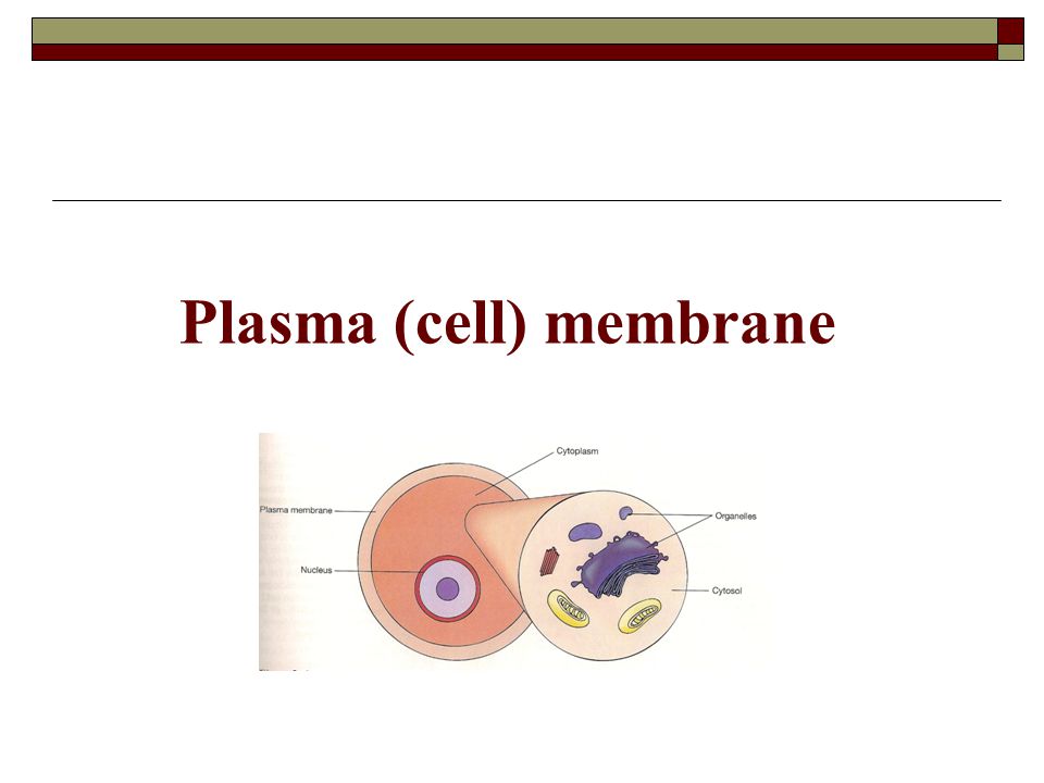 Introduction to Physiology - ppt download