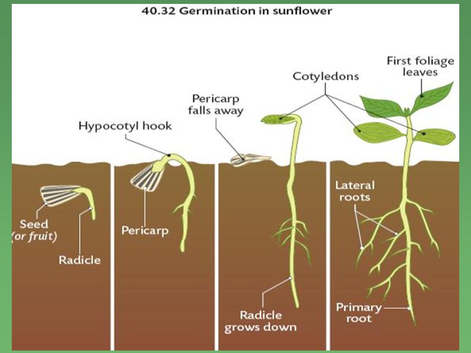 Grown down. Types of Seed germination.. Как посадить germination Set. Maize Seed structure. What is germination in Plants.