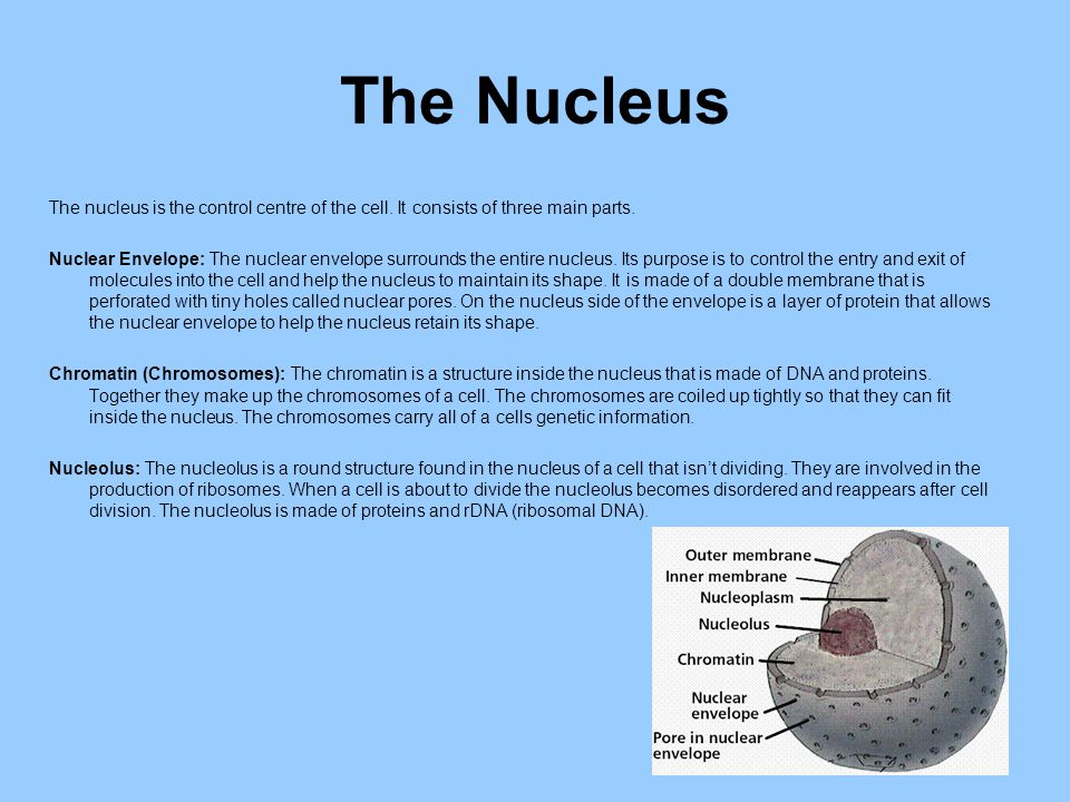 Plant Cell Nucleus In Side / Cell Nucleus Plant Animal Definition And Function Biology / Plant cell nucleus in side.