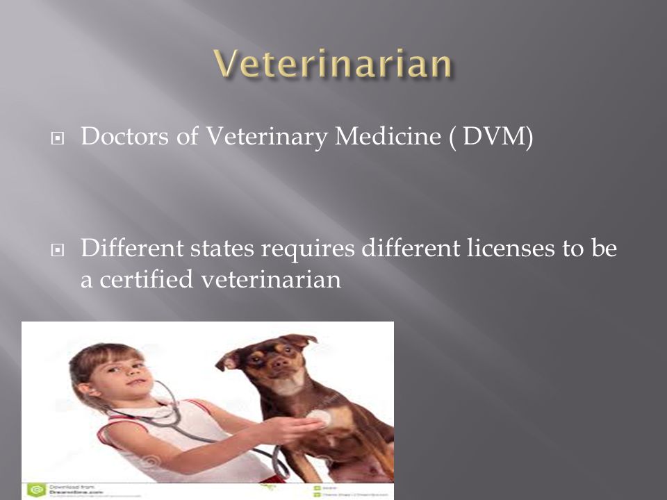 Veterinarian Doctors of Veterinary Medicine ( DVM)