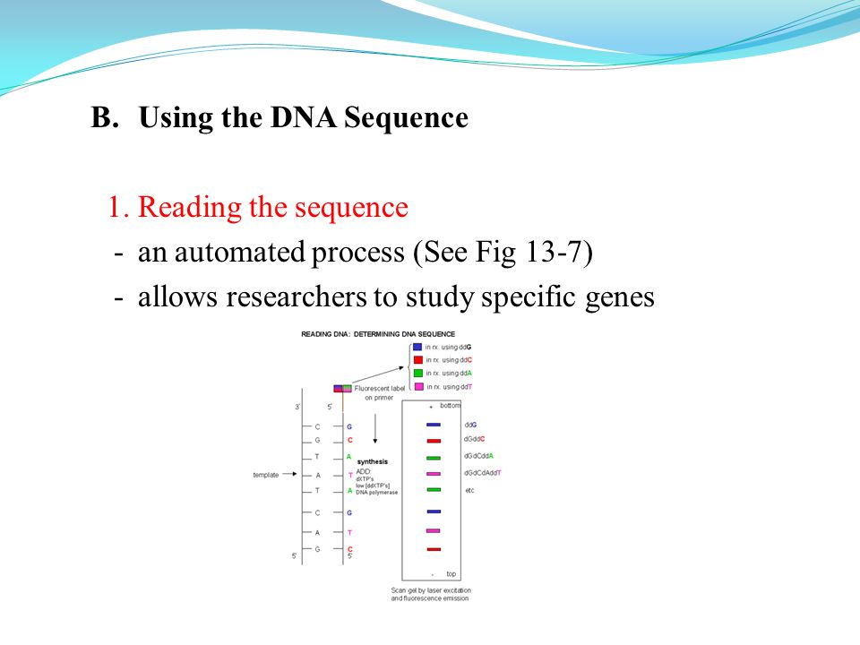 B. Using the DNA Sequence 1