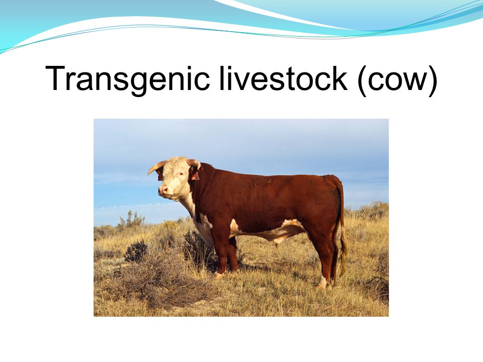 Transgenic livestock (cow)