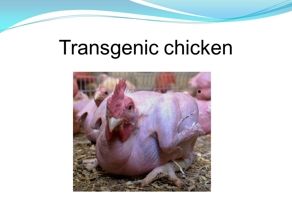 Transgenic chicken