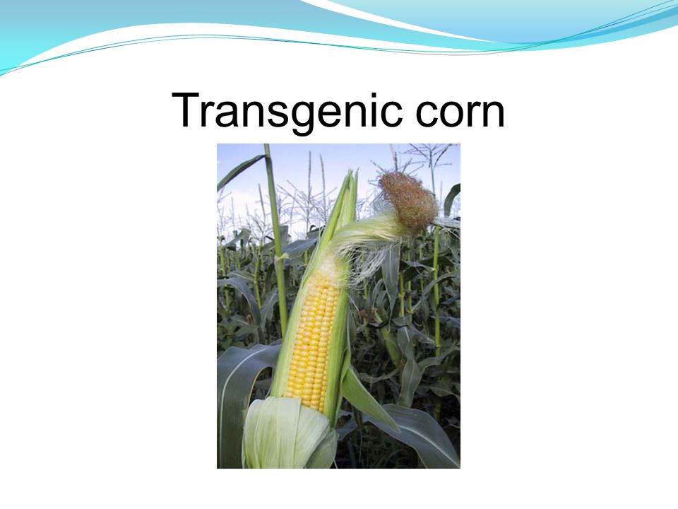 Transgenic corn