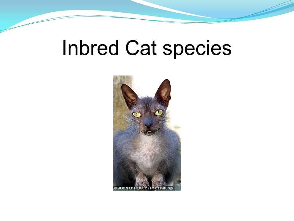 Inbred Cat species