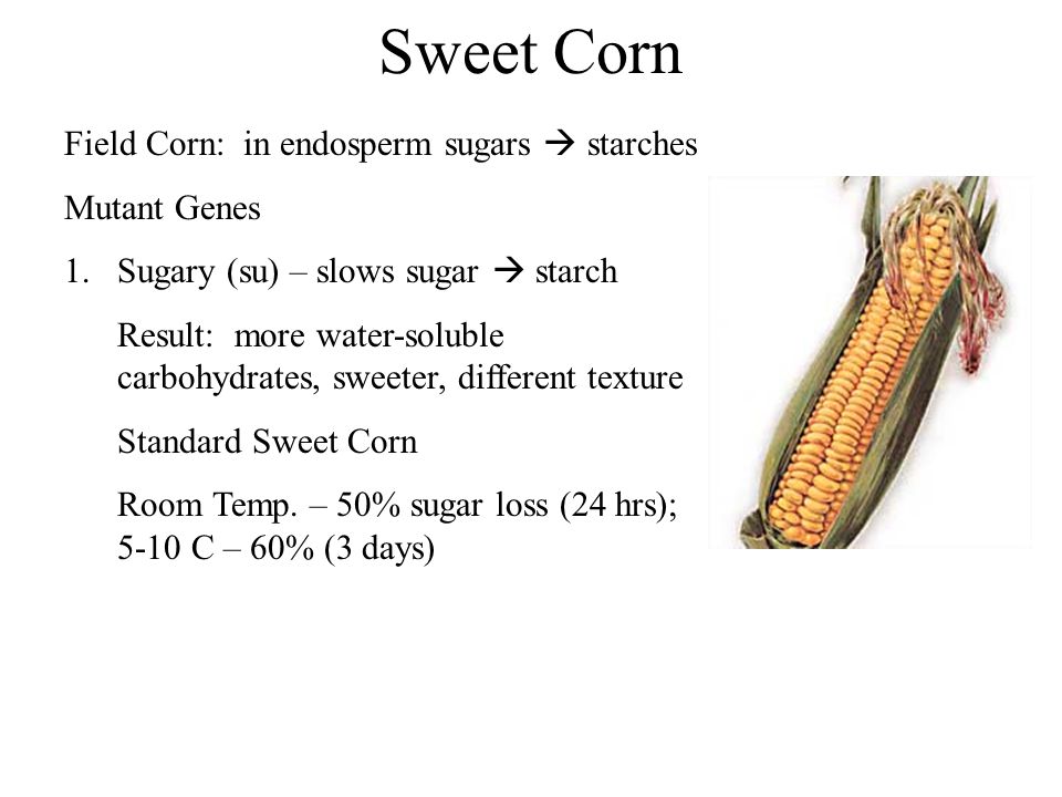 Corn starch перевод. Corn in your hand перевод. Corning перевод на русский