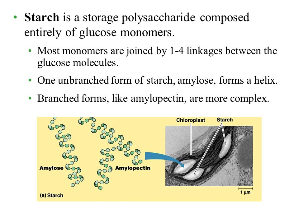 Starch is a storage polysaccharide composed entirely of glucose monomers.