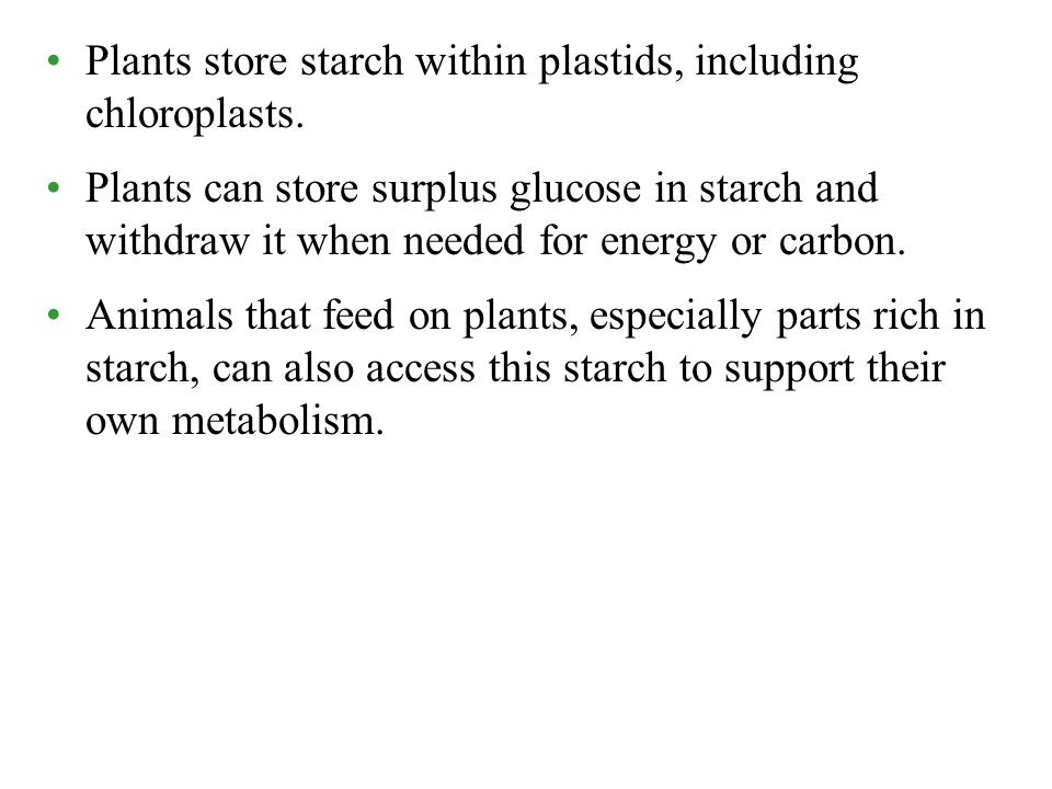 Plants store starch within plastids, including chloroplasts.