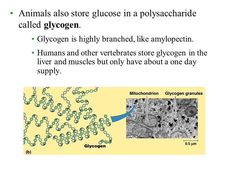 Animals also store glucose in a polysaccharide called glycogen.