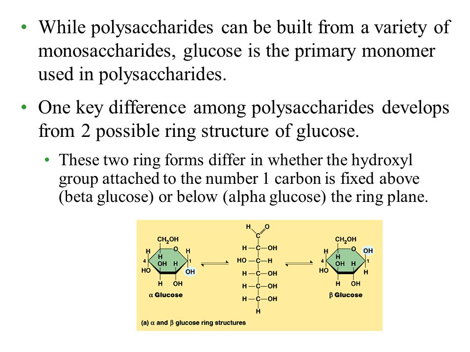While polysaccharides can be built from a variety of monosaccharides, glucose is the primary monomer used in polysaccharides.