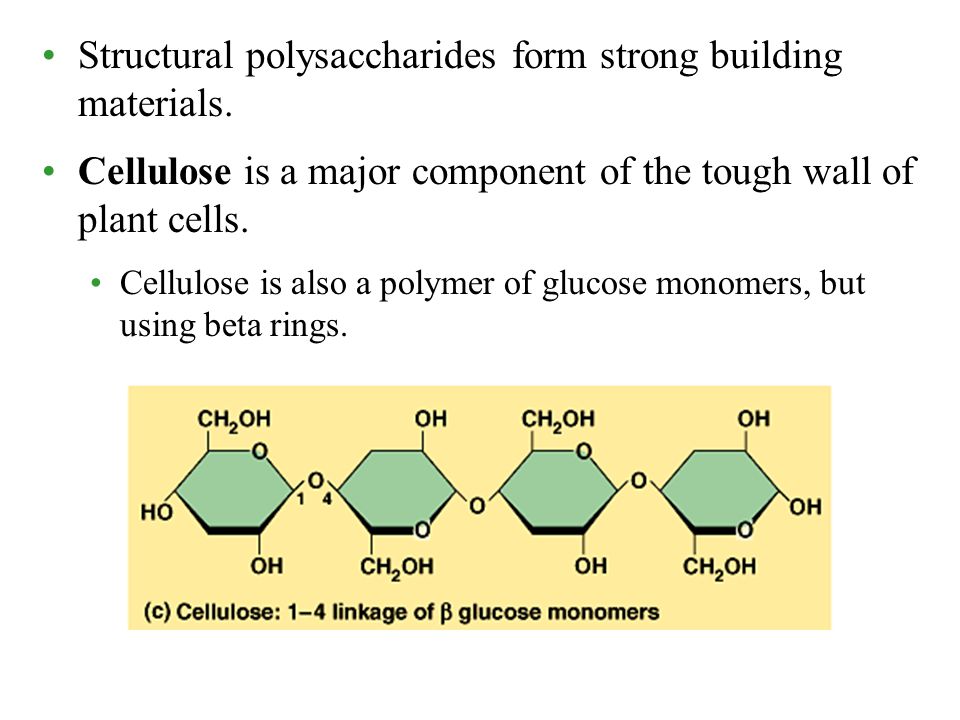 Structural polysaccharides form strong building materials.