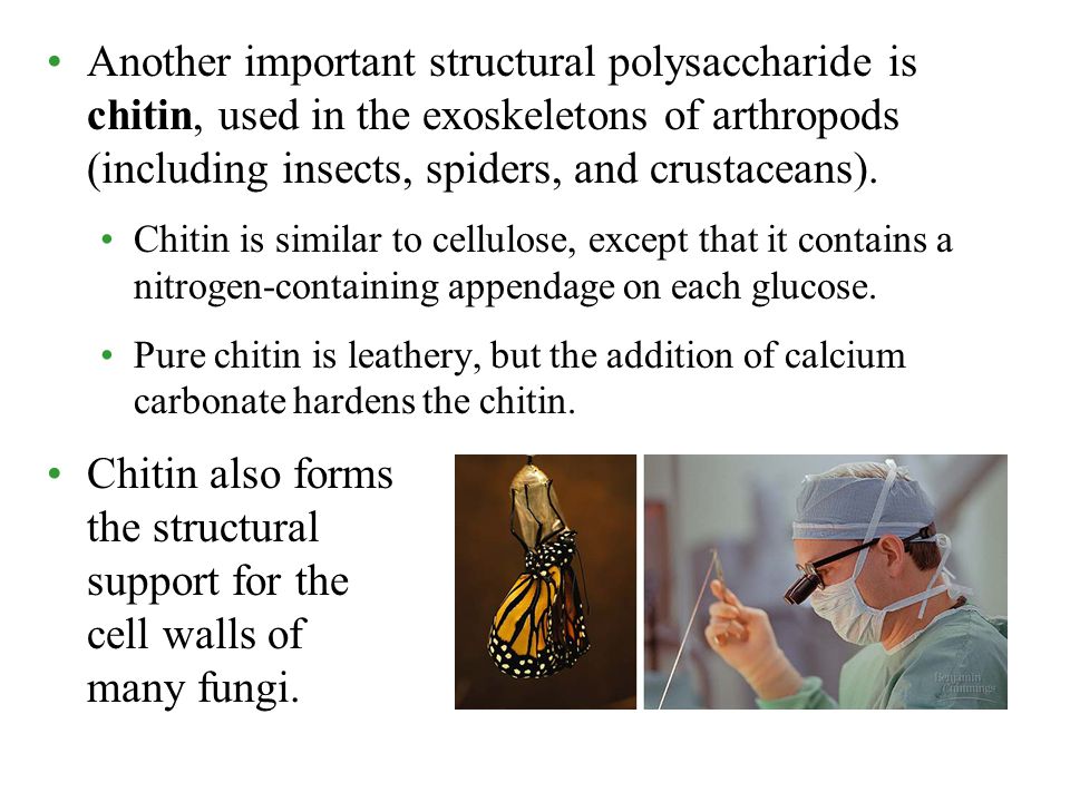 Another important structural polysaccharide is chitin, used in the exoskeletons of arthropods (including insects, spiders, and crustaceans).