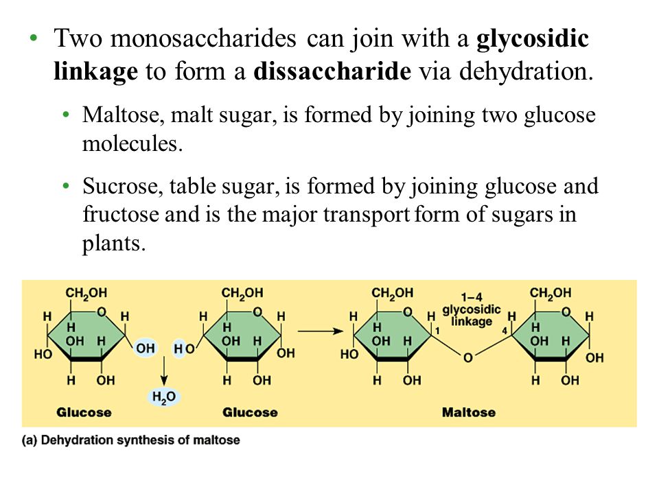 Two monosaccharides can join with a glycosidic linkage to form a dissaccharide via dehydration.