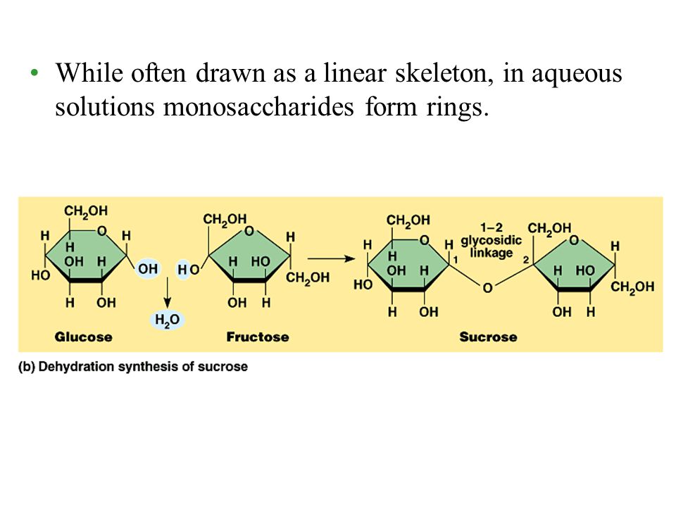 While often drawn as a linear skeleton, in aqueous solutions monosaccharides form rings.