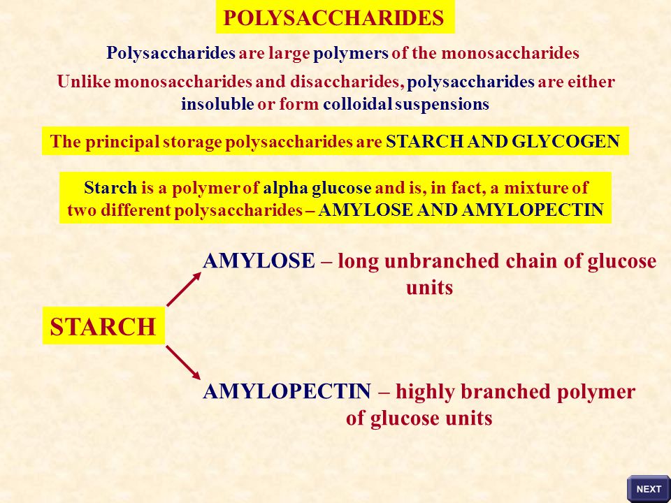 STARCH POLYSACCHARIDES AMYLOSE – long unbranched chain of glucose