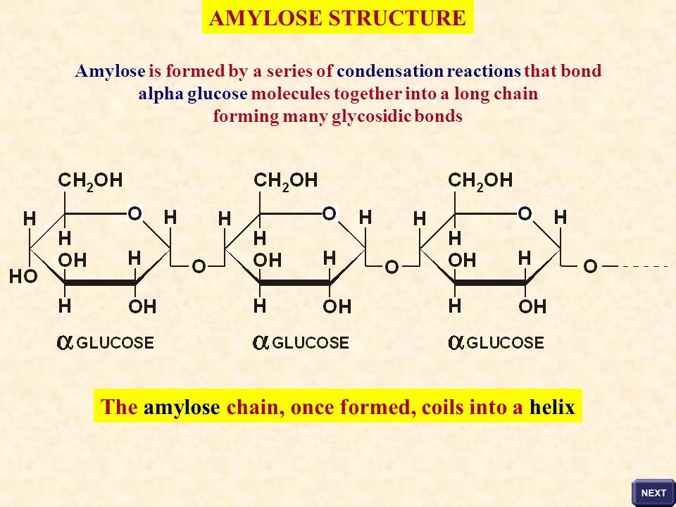 The amylose chain, once formed, coils into a helix