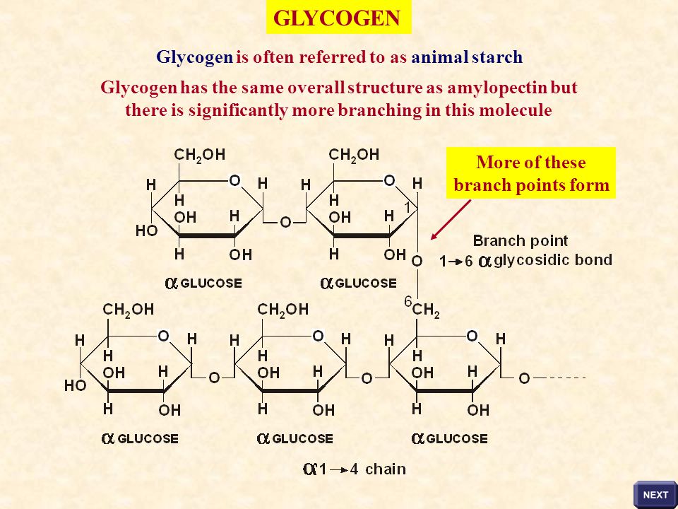 GLYCOGEN Glycogen is often referred to as animal starch