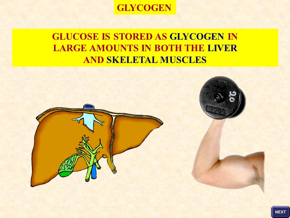 GLUCOSE IS STORED AS GLYCOGEN IN LARGE AMOUNTS IN BOTH THE LIVER