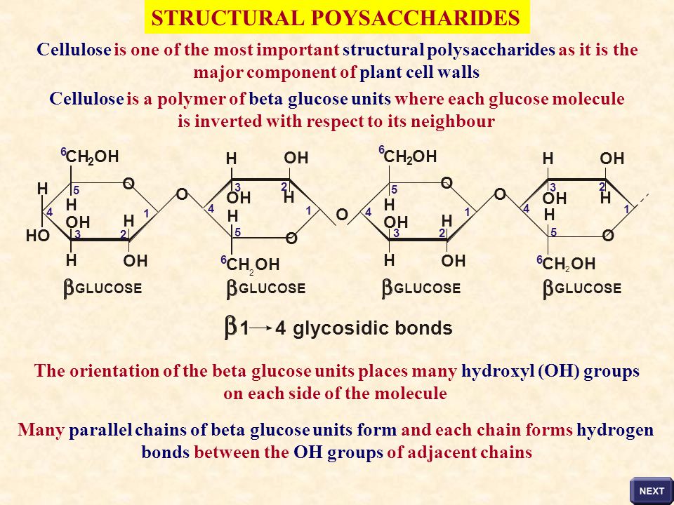STRUCTURAL POYSACCHARIDES