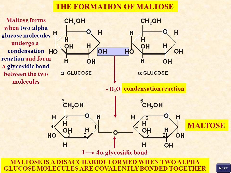 THE FORMATION OF MALTOSE