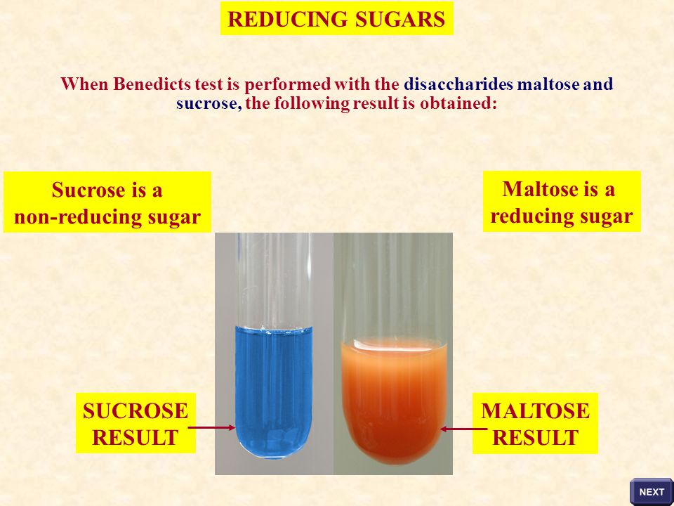 REDUCING SUGARS Sucrose is a non-reducing sugar Maltose is a