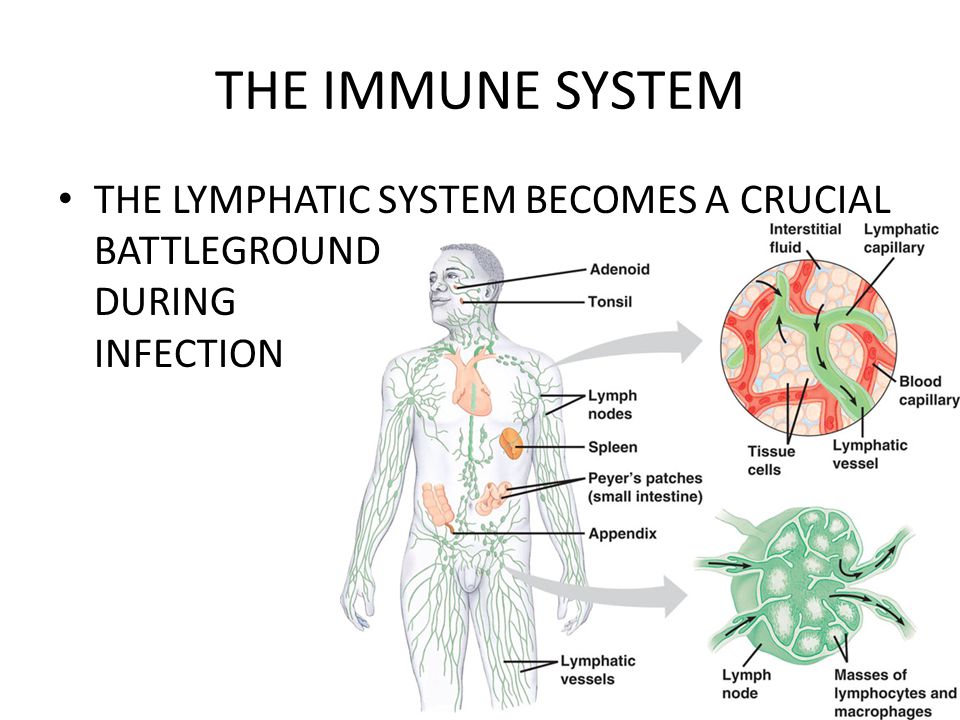 Иммунная система бактерий. Иммунная система человека. Иммунная система человека картинки. Иммунная система на английском. Иммунная система анимация.