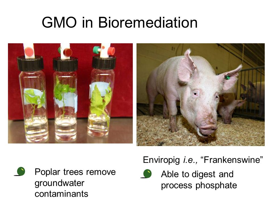 GMO in Bioremediation Enviropig i.e., Frankenswine