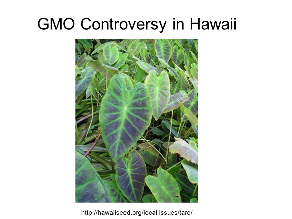 GMO Controversy in Hawaii