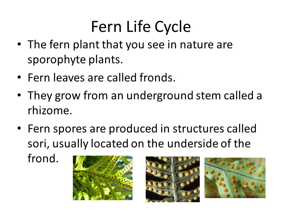 Fern Life Cycle The fern plant that you see in nature are sporophyte plants. Fern leaves are called fronds.